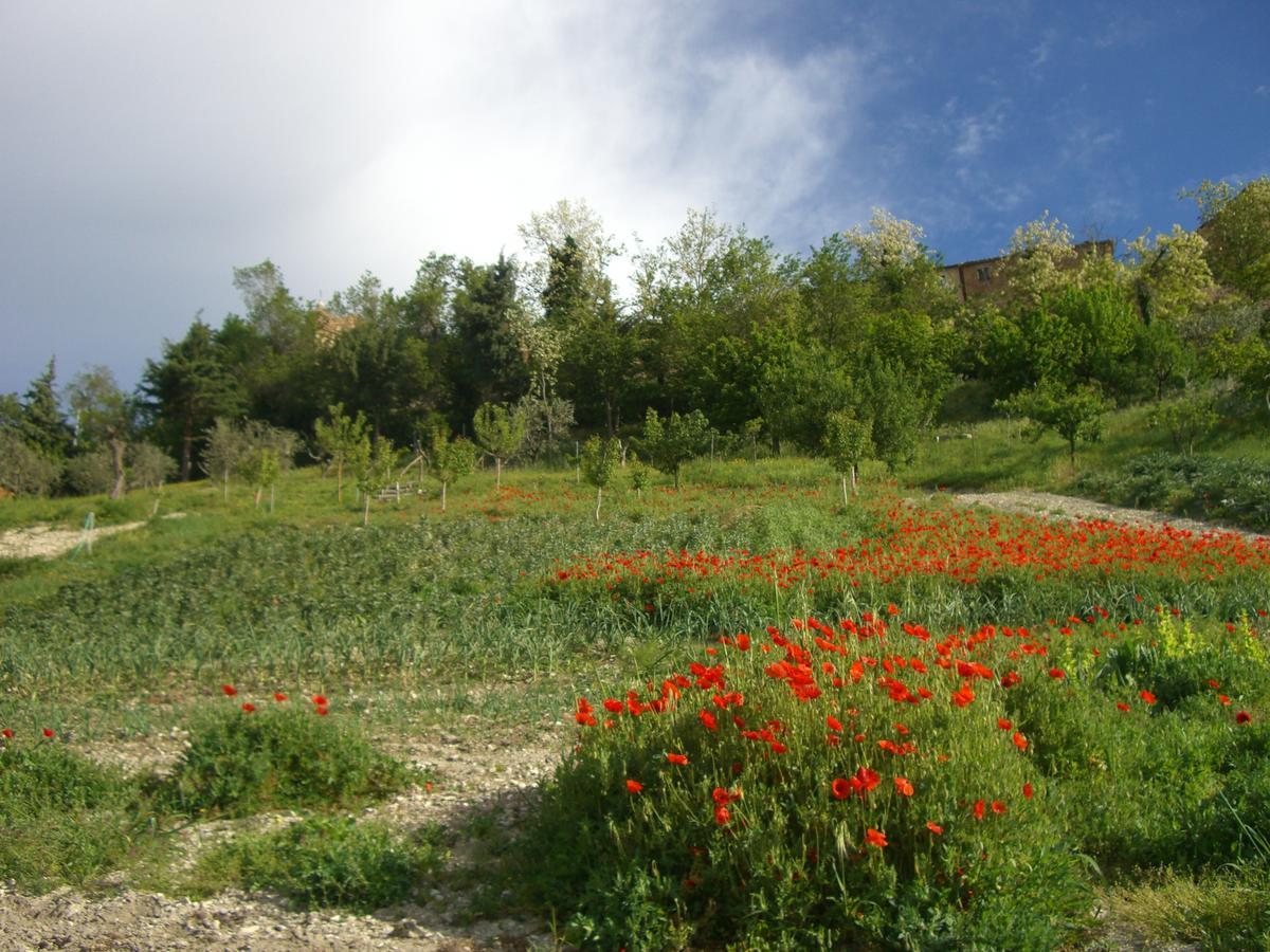 Agriturismo Pozzuolo Serrungarina Екстериор снимка